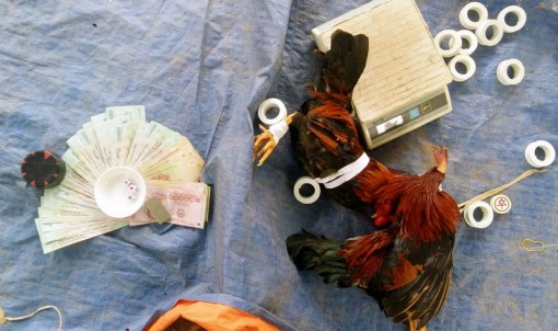 Triệt phá tụ điểm đá gà, lắc tài xỉu ăn tiền