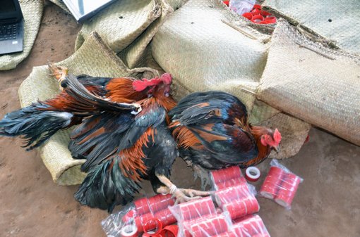 Triệt phá trường gà thu giữ hơn nửa tỉ đồng