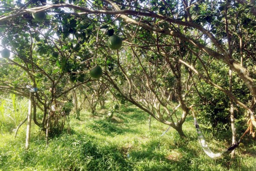 Trộm bưởi gây bất an cho nhà vườn xã ven của TP. Bến Tre