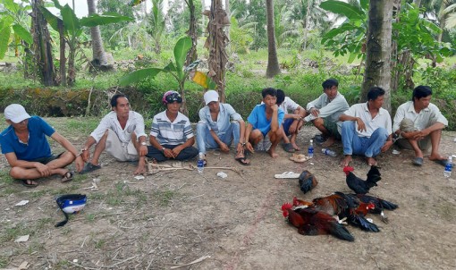 Bắt quả tang 11 đối tượng đá gà ăn thua bằng tiền