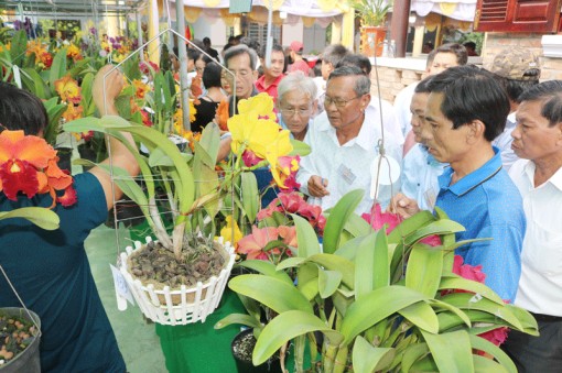 Hội thi Hoa Lan có 4 giải Nhất