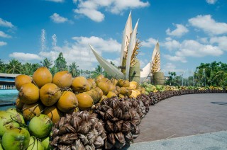 Tấm lòng với cây dừa