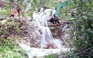 Bình Đại: Chủ động phòng chống dịch tả heo châu Phi
