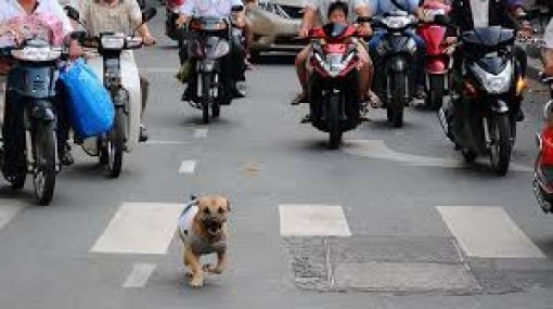 Điều khiển xe tông chó tử vong