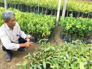Nước mặn bủa vây, nhà nông lo thiệt hại cây giống, hoa kiểng