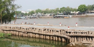 Chăm sóc vườn bưởi da xanh khi mặn xâm nhập