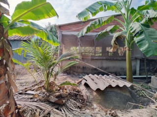Chăn nuôi heo gây ô nhiễm môi trường ở xã Vĩnh Hòa, Ba Tri