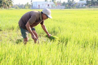 Trên 4,8 ngàn héc-ta lúa Đông Xuân bị ảnh hưởng hạn, mặn