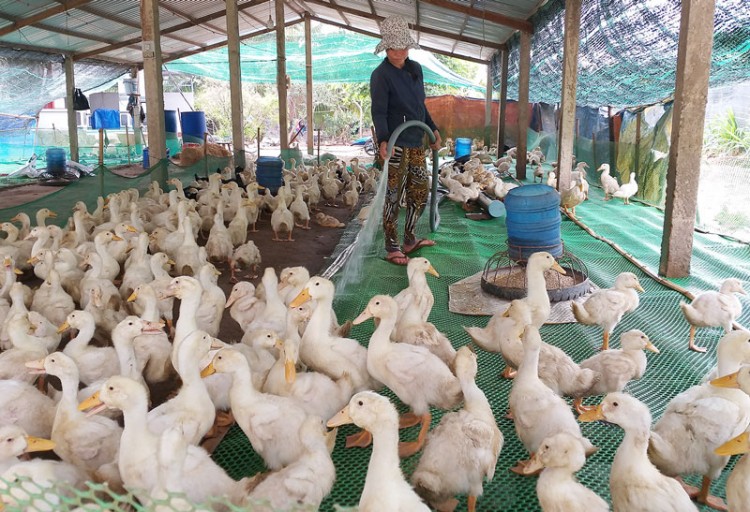 Mô hình mới nuôi vịt trên sàn lưới  Tạp chí Chăn nuôi Việt Nam