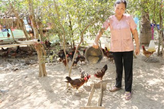 Thạnh Ngãi phát huy mô hình tổ hợp tác