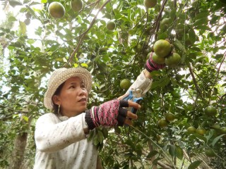 Bình Hòa tập trung phát triển kinh tế nông nghiệp Bình Hòa tập trung phát triển kinh tế nông nghiệp