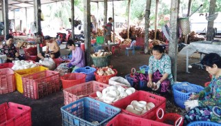 Vang Quới Đông nâng cao thu nhập cho người dân Vang Quới Đông nâng cao thu nhập cho người dân