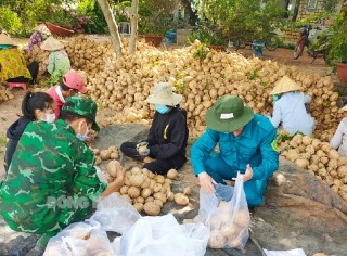 Hỗ trợ tiêu thụ sắn gần 200 tấn