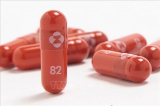 Hàn Quốc đặt mua thuốc Molnupiravir điều trị COVID-19