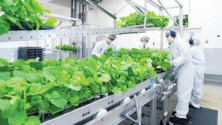 Nhật Bản sắp ra mắt vaccine COVID-19 gốc thực vật đầu tiên trên thế giới