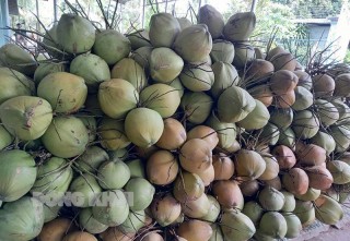 Cảnh giác trường hợp lợi dụng danh nghĩa nhân viên Công ty TNHH XNK Trái cây Mekong để mua dừa