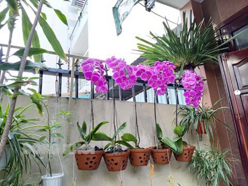 Tham tiền đi trộm hoa lan, 2 bị cáo ra tòa