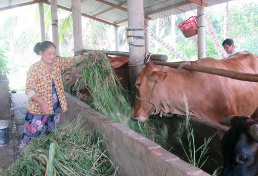 Phân bổ nguồn vốn hỗ trợ mô hình nuôi bò sinh sản giai đoạn 2021 - 2024, đợt 2