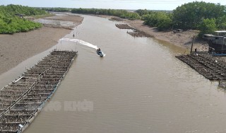 Thới Thuận thu hoạch đạt và vượt chỉ tiêu nuôi, đánh bắt thủy sản