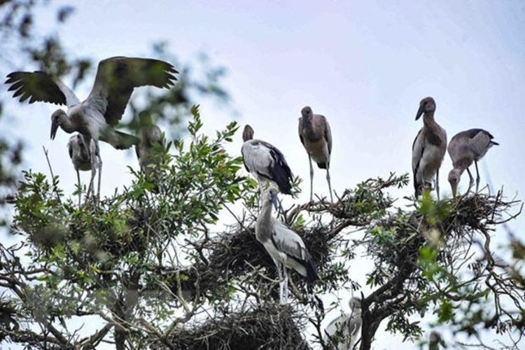 Cấp bách triển khai bảo tồn loài chim hoang dã và di cư