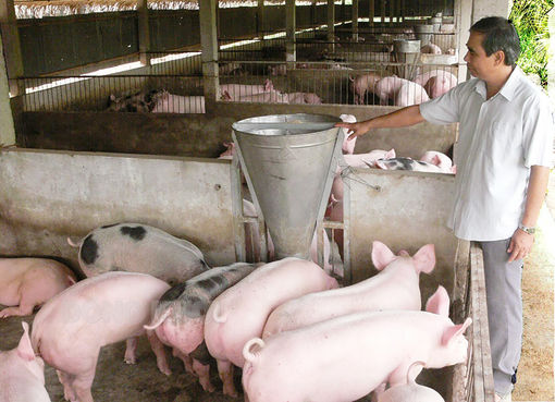 Đến hết năm 2024 giải quyết dứt điểm các cơ sở chăn nuôi trong khu vực không được phép chăn nuôi