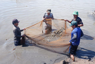 Hỗ trợ hội viên nông dân huyện Thạnh Phú khởi nghiệp hiệu quả