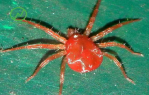 Nhện đỏ hại mai vàng - Cách nhận biết và diệt trừ hiệu quả cao