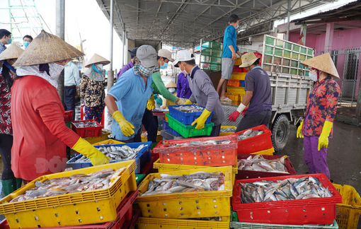 Quyết liệt hành động chống khai thác hải sản bất hợp pháp