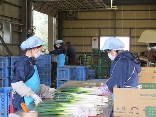 Nhật Bản đề xuất bỏ chương trình thực tập sinh kỹ năng dành cho lao động nước ngoài
