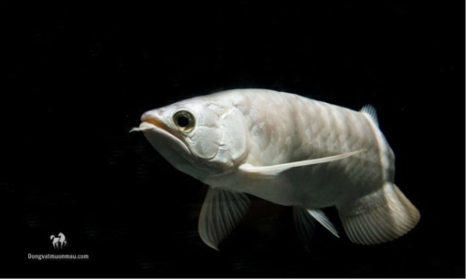 Động vật muôn màu - Website chia sẻ về cá rồng bạch kim uy tín Động vật muôn màu - Website chia sẻ về cá rồng bạch kim uy tín