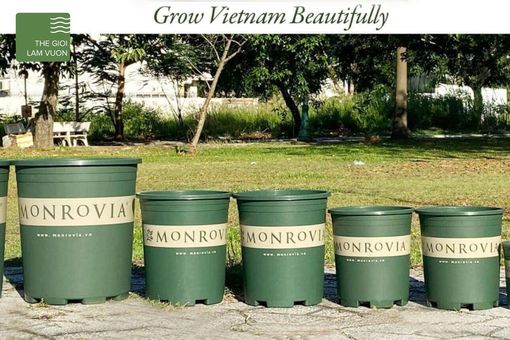 Mua chậu Monrovia ở đâu là tốt nhất? Đến ngay Thế Giới Làm Vườn Mua chậu Monrovia ở đâu là tốt nhất? Đến ngay Thế Giới Làm Vườn