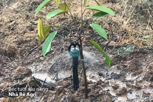 Chi phí lắp đặt hệ thống tưới sầu riêng bằng béc tưới Nhà Bè Agri Chi phí lắp đặt hệ thống tưới sầu riêng bằng béc tưới Nhà Bè Agri