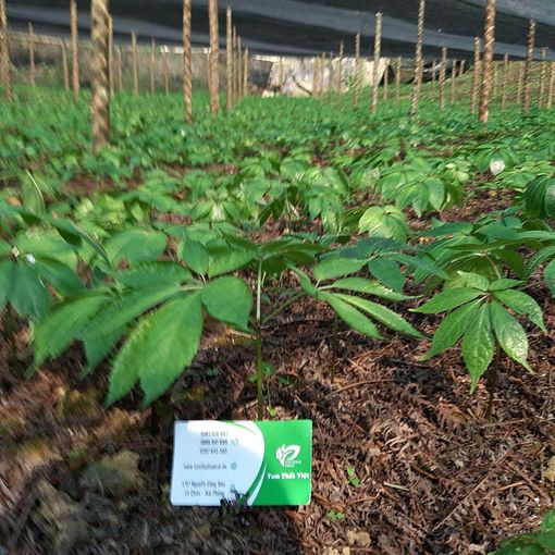 Cách uống tam thất để tiêu u Cách uống tam thất để tiêu u