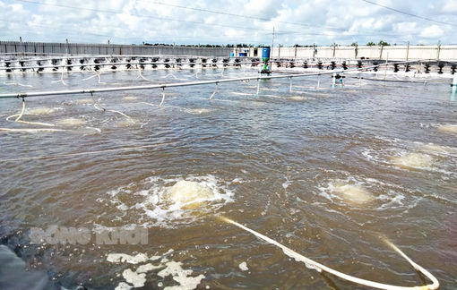 Có chính sách hỗ trợ vốn đối với hộ dân nuôi tôm công nghệ cao