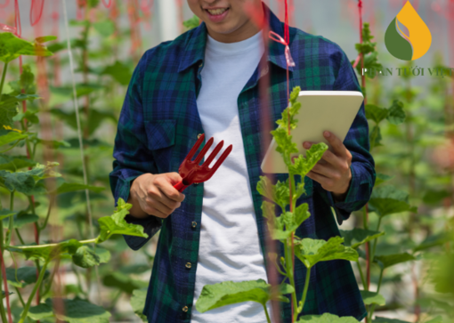 Phân tưới Việt: Giải pháp hiệu quả cho năng suất cây trồng và tiết kiệm nước