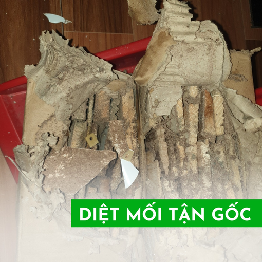 Hạnh Long - Địa chỉ bán thuốc diệt mối chính hãng, không độc hại