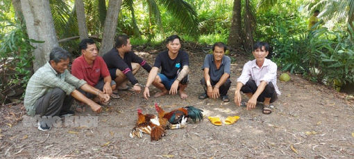 Bắt quả tang nhóm đối tượng đá gà ăn tiền