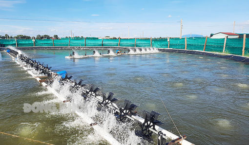 Hướng tới nền kinh tế xanh, thân thiện với môi trường