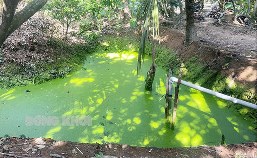 Giao Long điển hình trong trữ ngọt, chống mặn