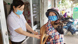 Khẩn cấp thực hiện các biện pháp phòng chống bệnh dại trên chó, mèo tại xã Bình Phú