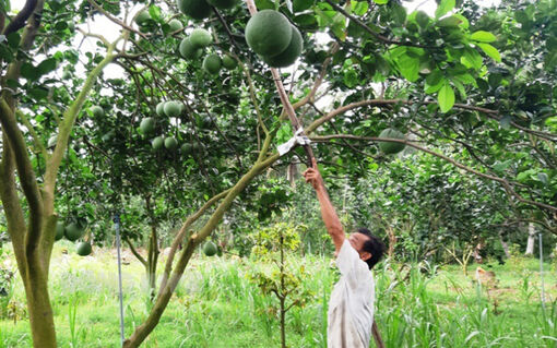 Mỏ Cày Nam quyết tâm về đích huyện nông thôn mới trong năm 2024