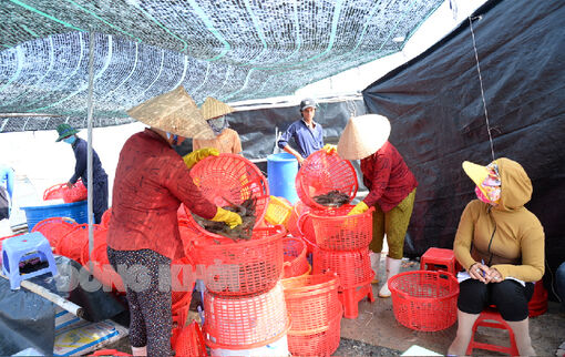 Bến Tre, nông thôn đổi mới, đời sống người dân nâng cao