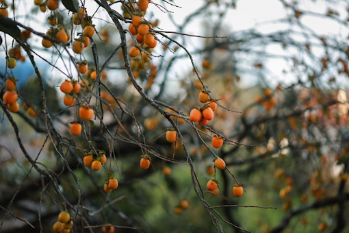 Khám phá những hương vị độc đáo, đặc sản của xứ sở sương mù Đà Lạt