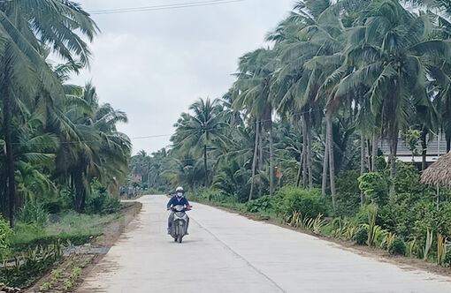 Hơn 31km đường huyện tại Mỏ Cày Nam được trồng cây xanh dọc tuyến