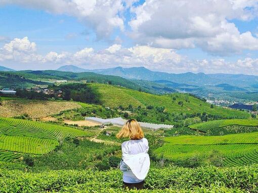 Đồi chè Cầu Đất - Chốn bình yên tại Đà Lạt mộng mơ
