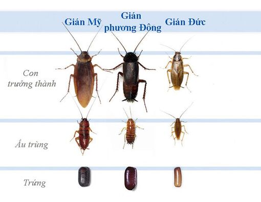 Gián Đức và gián thường khác nhau điểm nào? Tại sao gián Đức khó diệt hơn? Cùng nhau khám phá cách diệt từng loại ngay!