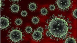 Thêm 3 ca nghi nhiễm cúm gia cầm ở người tại Mỹ