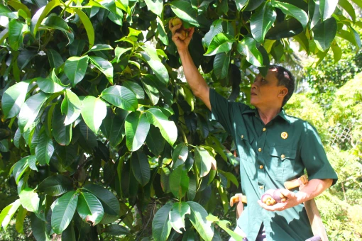 Thương binh vượt khó phát triển kinh tế gia đình
