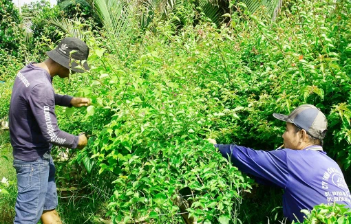 Cây hoa giấy ngũ sắc được ưa chuộng