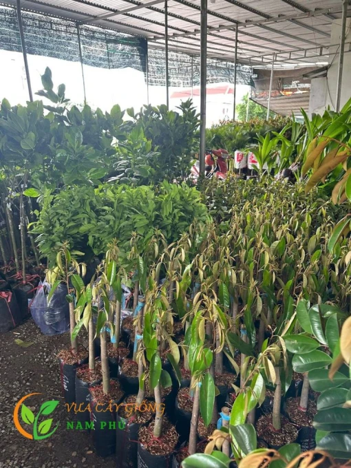 Vựa cây giống Nam Phú: Vựa cây giống chính gốc Cái Mơn - Chợ Lách - Bến Tre